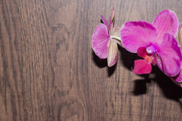 Орхидея, цветущая в комнате