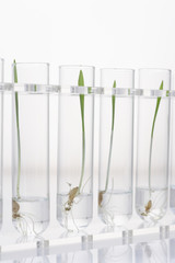 Seedlings in four test tubes