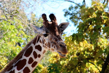 Happy Giraffe