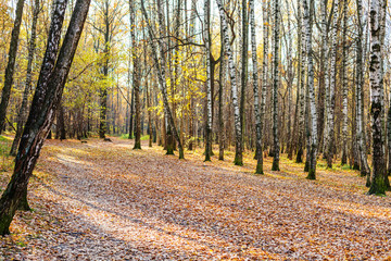 path with fallen leaves in birch grove in park