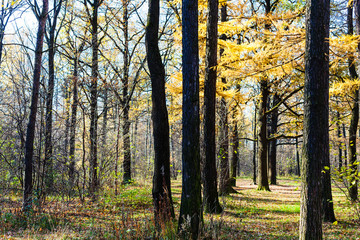 yellow larch tree in urban park in autumn