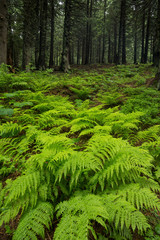 Summer forest as a background. Beautiful natural composition