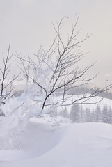 Fototapeta na wymiar Wood under heavy snow