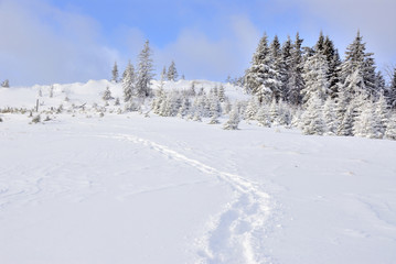 Path in snow