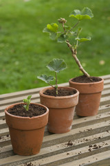 Three potted plants in a row against blurred grass