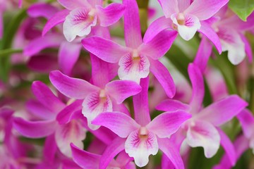 Obraz premium 蘭（Dendrobium Rainbow Dance 'Hanabi'）