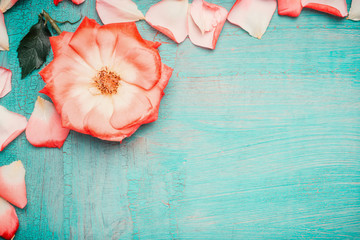 Pink pale rose with petals on blue turquoise background, top view . Love , romantic and Valentines day concept
