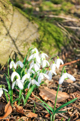 snowdrop flower
