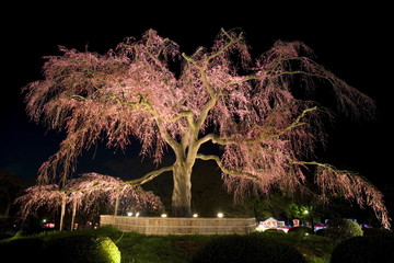 Famous giant weeping cherry tree (Sakura) in blossom and illuminated at night, Maruyama Park, Kyoto, Kansai region, Honshu, Japan