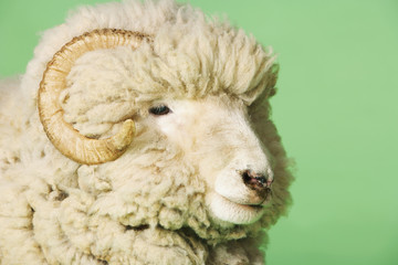 Closeup of ram against green background