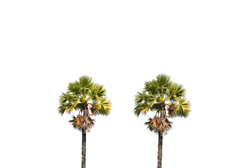 Palm tree on a white background
- 129880272