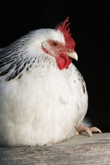 Closeup of a white chicken sitting on plank