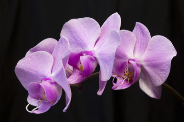 pink orhid flowers(phalenopsis)