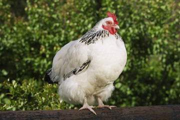Closeup of a white chicken on fence