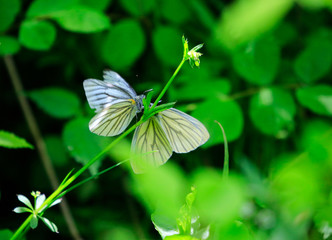 하얀 나비의 사랑