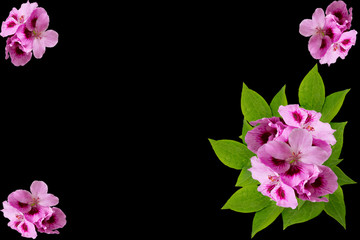 Fototapeta premium pink flowers