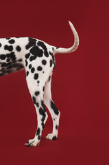 Side view of a Dalmatian's tail and hind legs against red background