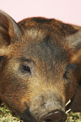 Extreme closeup of a brown pig resting