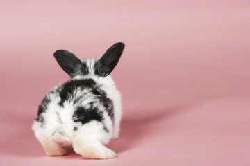 Rear view of a pet rabbit against pink background