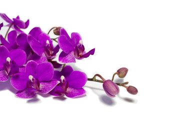 Fototapeta na wymiar orhid flowers(phalenopsis)