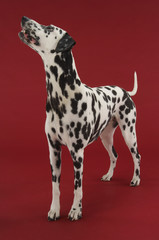 Dalmatian looking up against red background