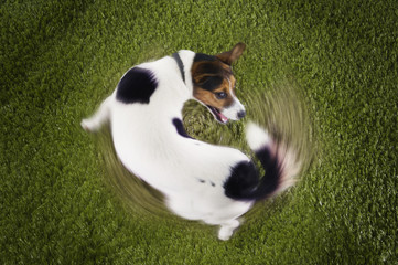 Elevated view of Jack Russell terrier chasing tail view on grass - obrazy, fototapety, plakaty