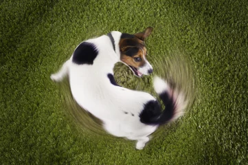 Foto op Canvas Elevated view of Jack Russell terrier chasing tail view on grass © moodboard