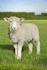 Naklejka na ściany i meble Portrait of a lamb standing in the green field