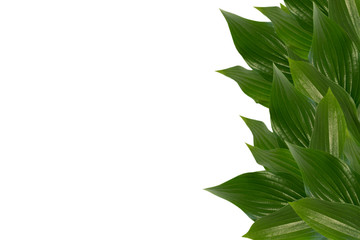 green leaves(hosta)isolated on white