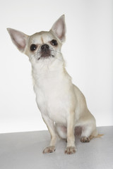Portrait of a Chihuahua sitting against white background