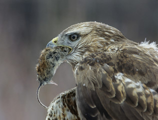 Goshawk holding mouse in beak close-up