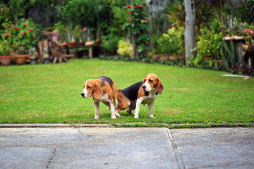 two purebred beagle dog making love in a garden
