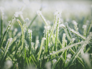 Fototapeta na wymiar frost, freezing and snow on lawn