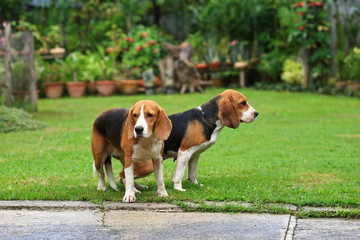 two purebred beagle dog making love in a garden
