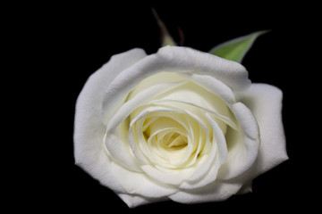 white rose