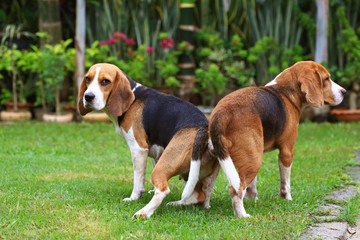 two purebred beagle dog making love in a garden
