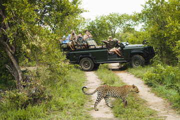 Leopard (Panthera pardus) crossing road with tourists in jeep in background - obrazy, fototapety, plakaty