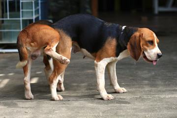 two purebred beagle dog making love in a garden
