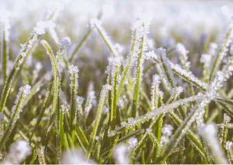 frost effects on grass