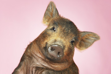 Closeup portrait of a brown pig against pink background