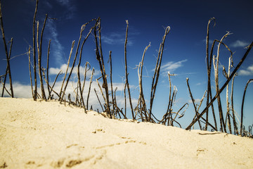 Beach sticks sand sky