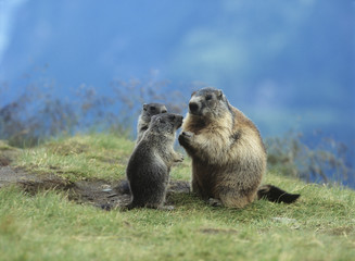 Marmot with young