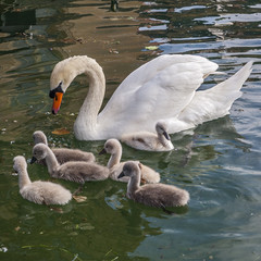 France. Swans in the old pond in the park of the castle of Fonta