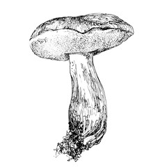 Mushroom hand drawn sketch illustration