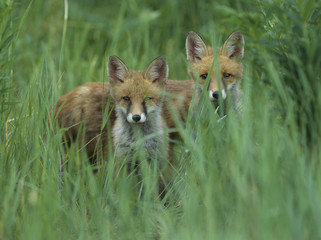 Two red foxes standing in tall grass