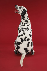Rear view of a Dalmatian sitting and looking up against red background