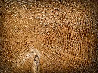 Naklejka premium Brown tree stump texture close up