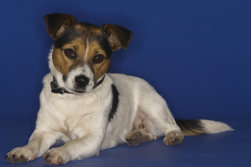 Naklejka na ściany i meble Jack Russell terrier sitting isolated over blue background