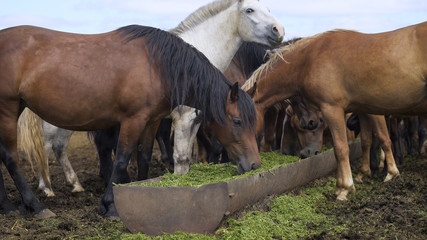 Curious young horses at an enclosure