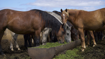 Curious young horses at an enclosure
